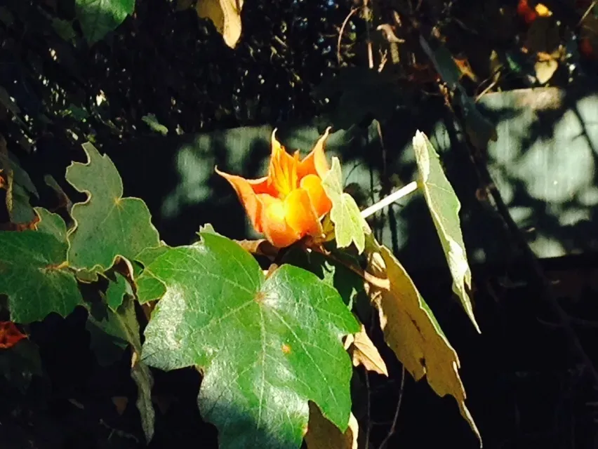 × Chiranthomontodendron