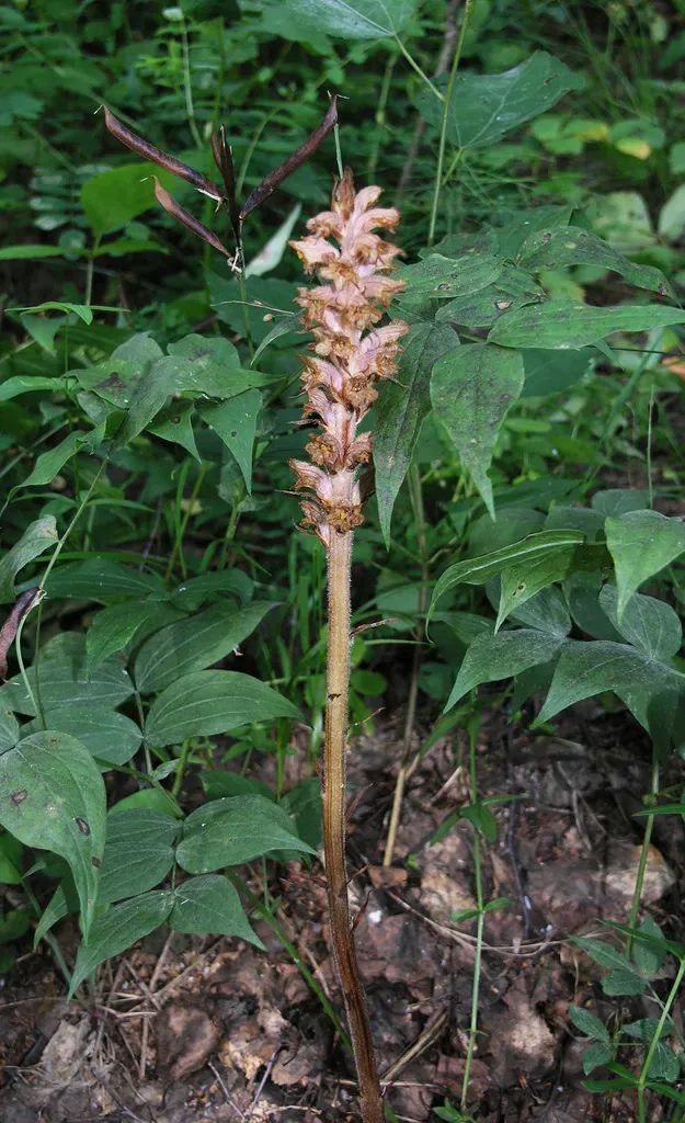 Orobanche Alsatica