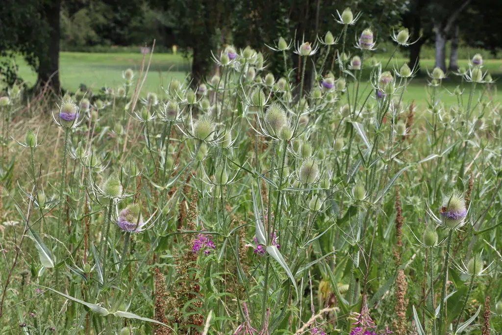 Common Teasel
