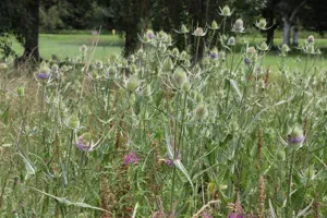 Common Teasel
