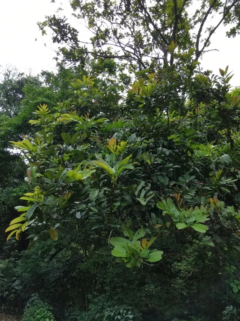 Cupania Glabra