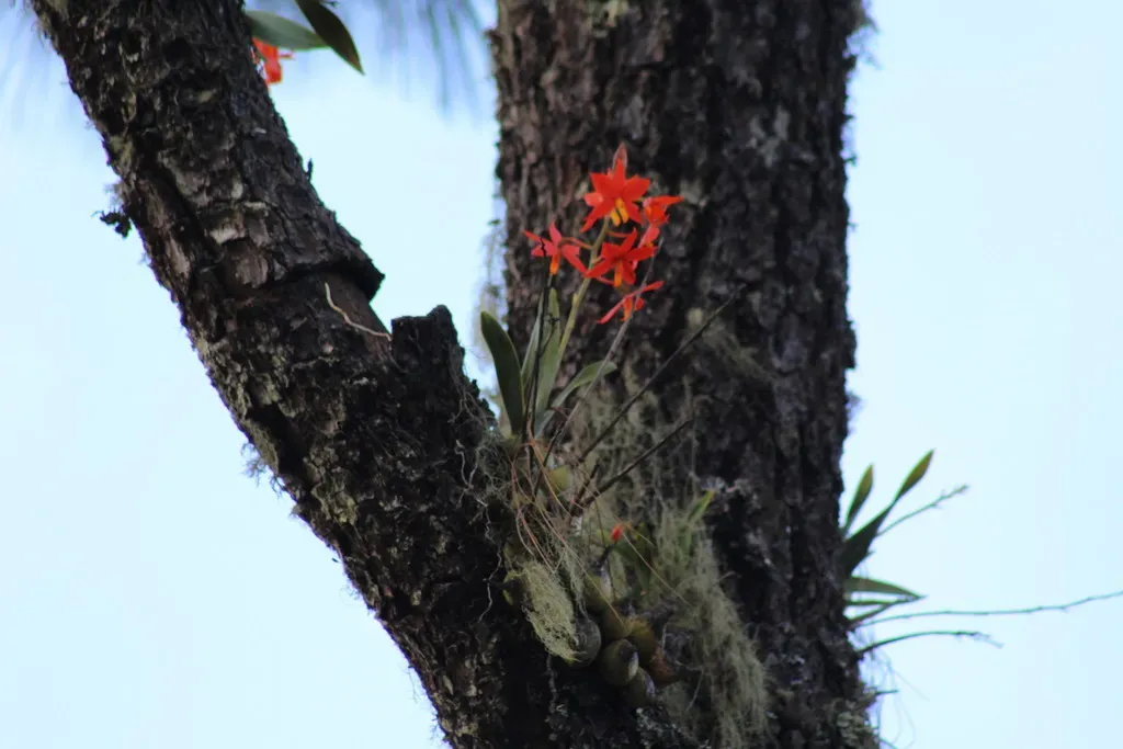Prosthechea Vitellina