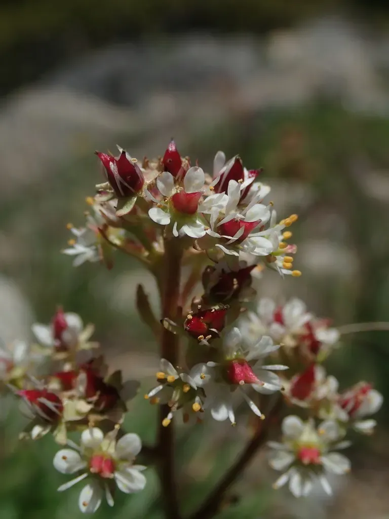 Idaho Saxifrage