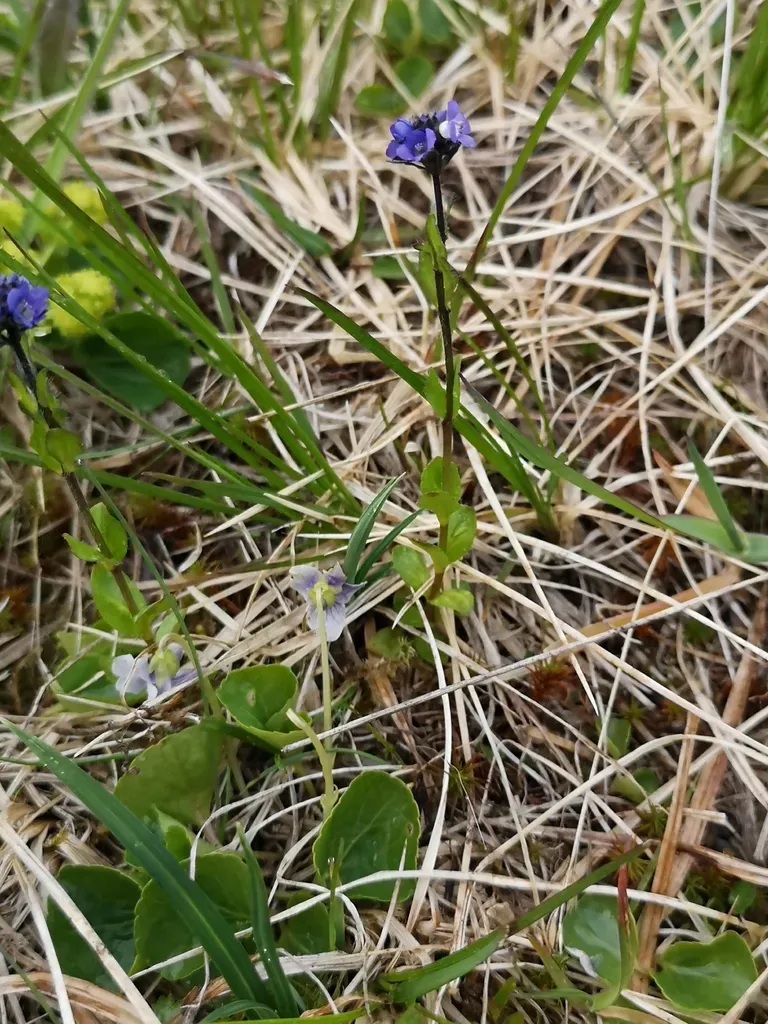 Alpine Speedwell