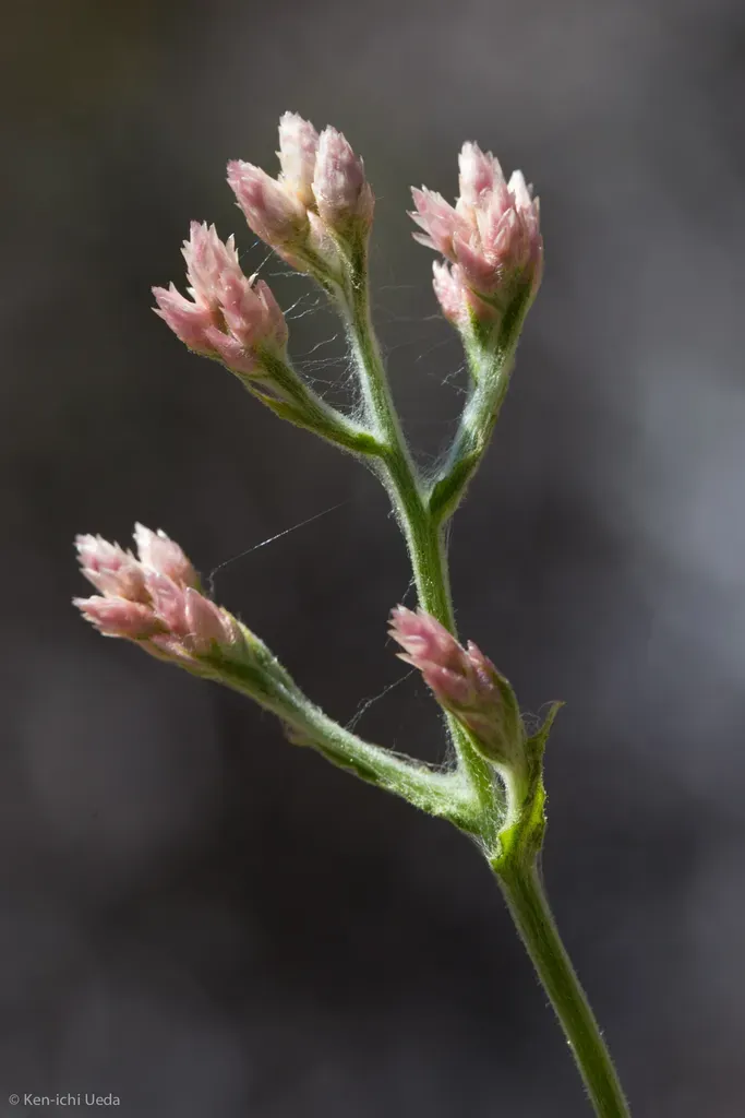 Pink Cudweed