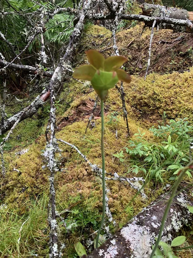 Purple Pitcher Plant