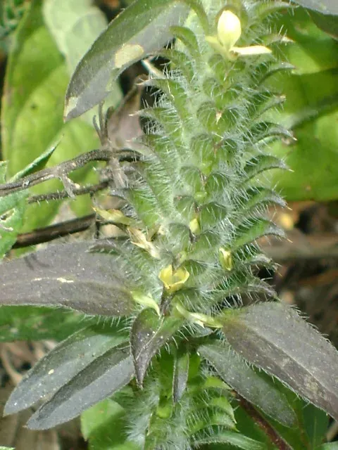 Hairy Fournwort