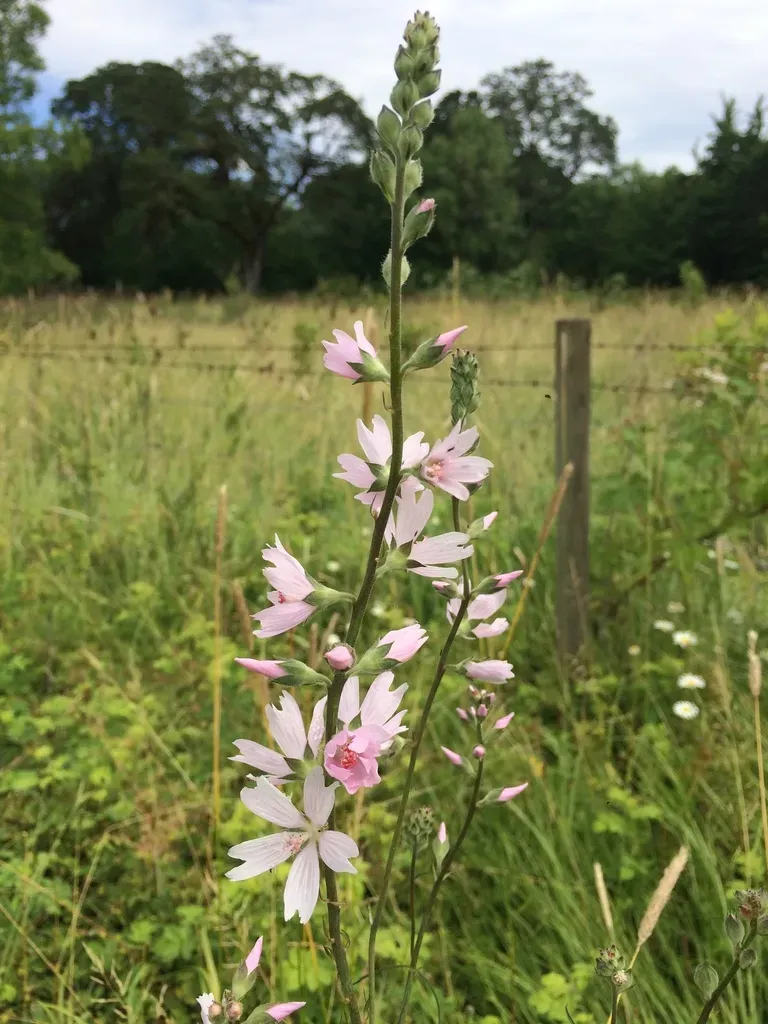 Meadow Checkerbloom