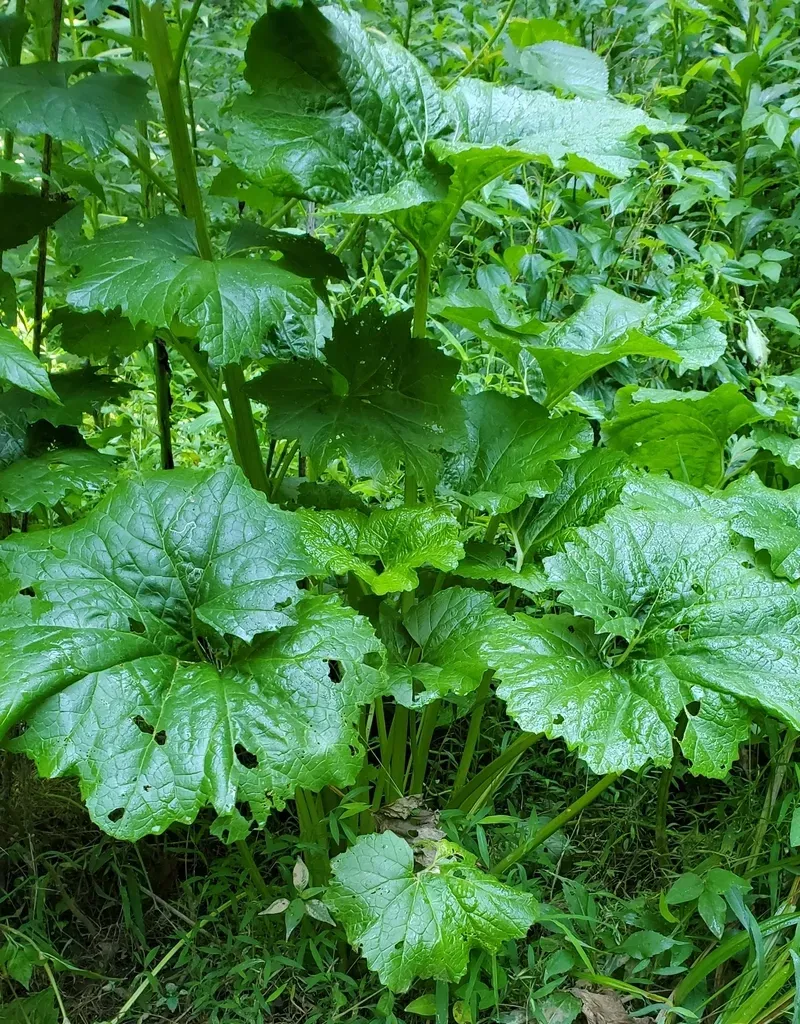 Great Indian Plantain