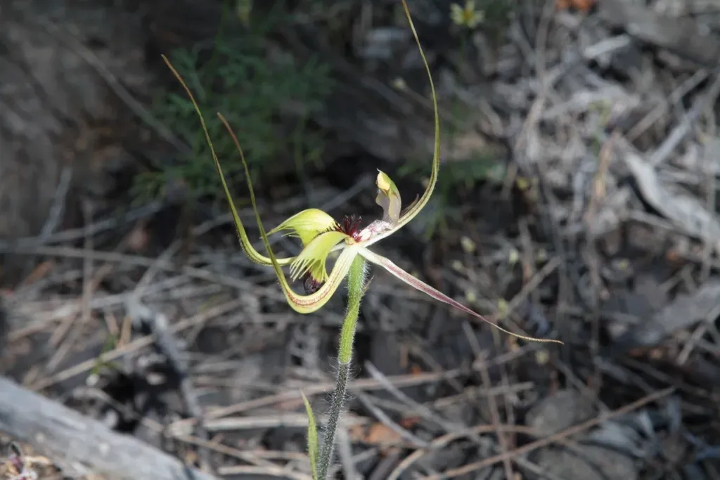 Fringed Mantis Orchid