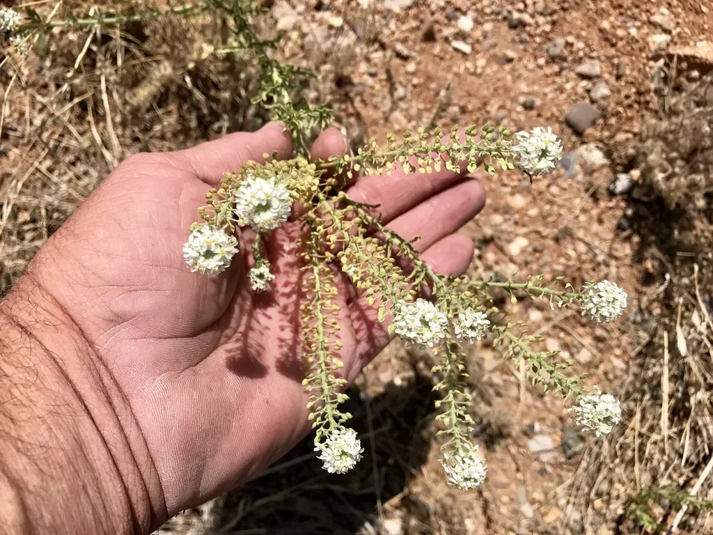 Thurber's Pepperweed