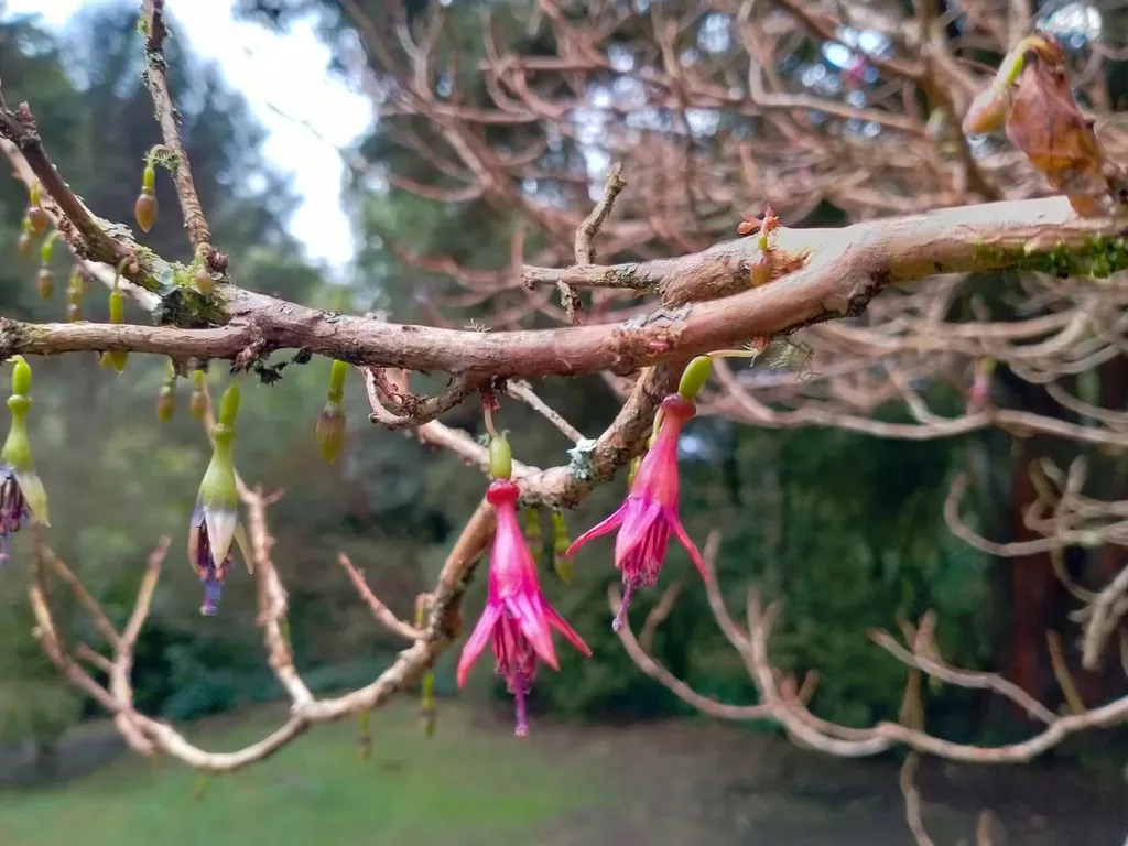 Tree Fuchsia