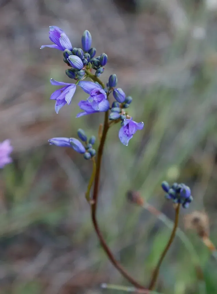 Chamaescilla Spiralis