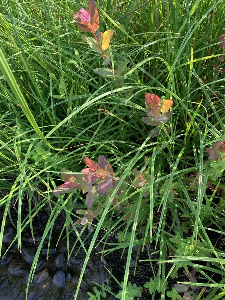 Fraser's Marsh St. John's-wort