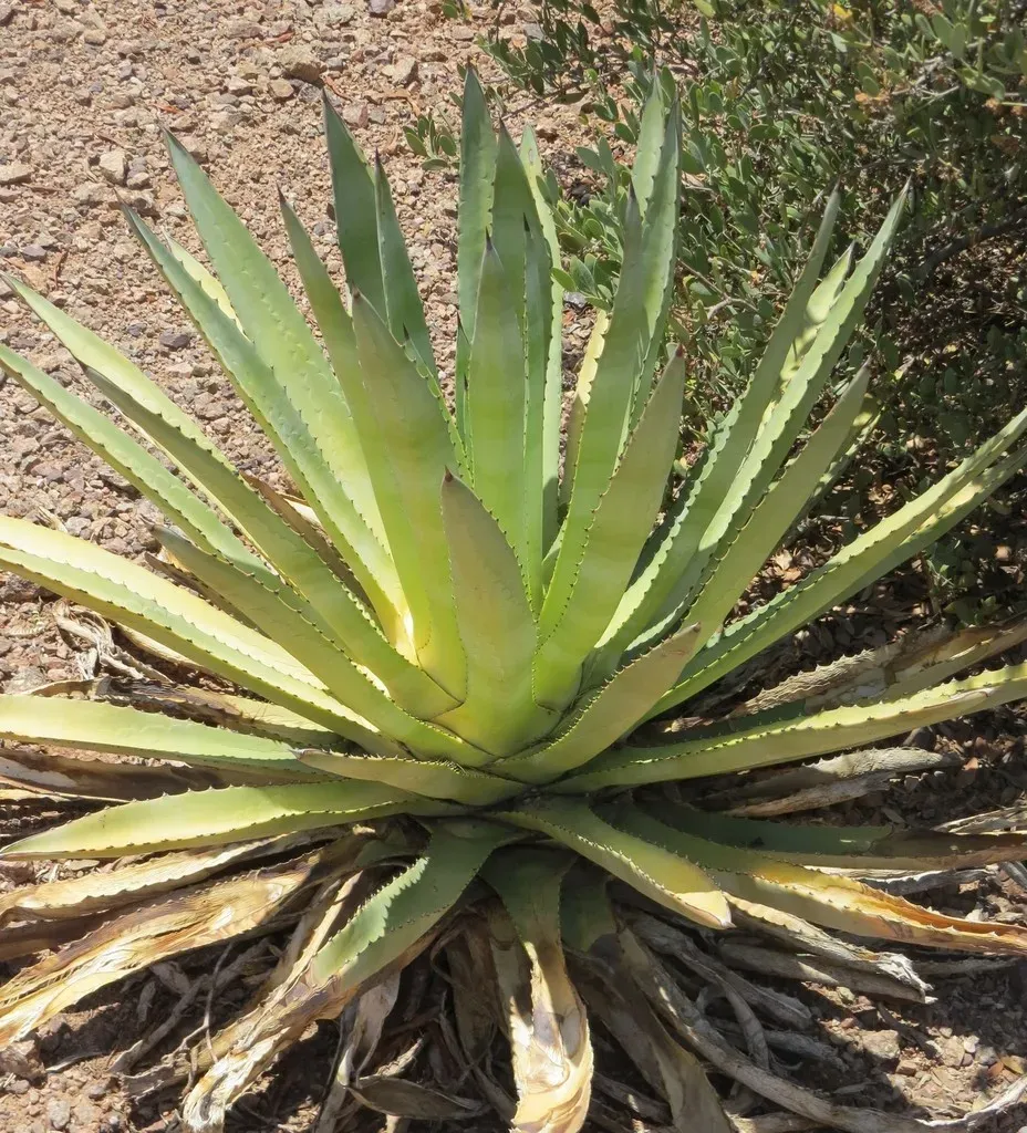 Hohokam Agave