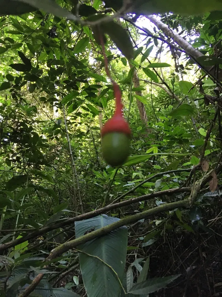 Endlicheria Paniculata