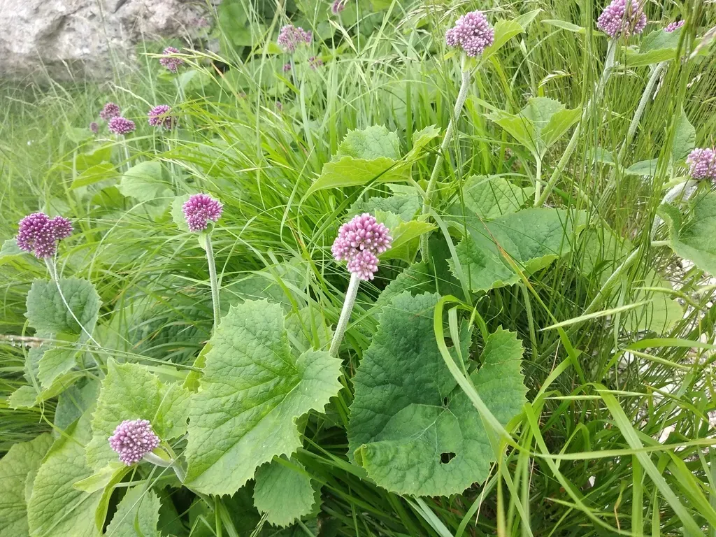 Adenostyles Australis