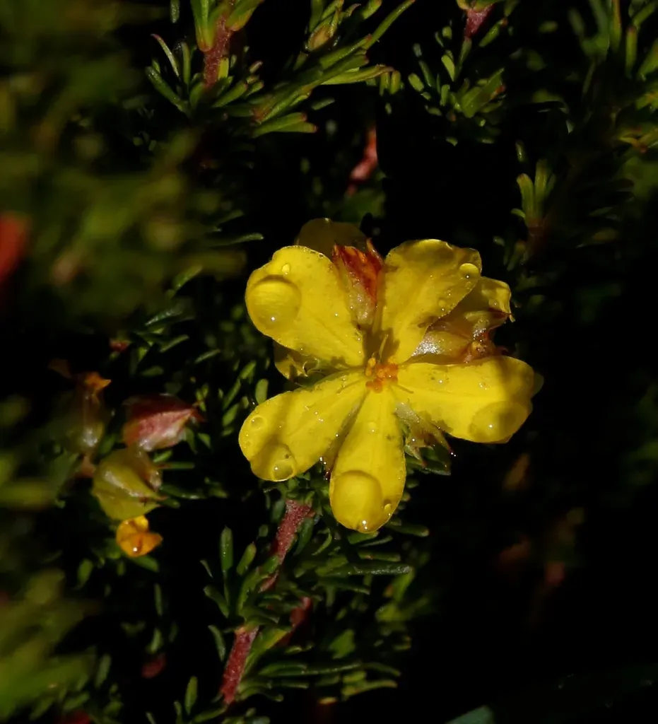 Hibbertia Glaucophylla