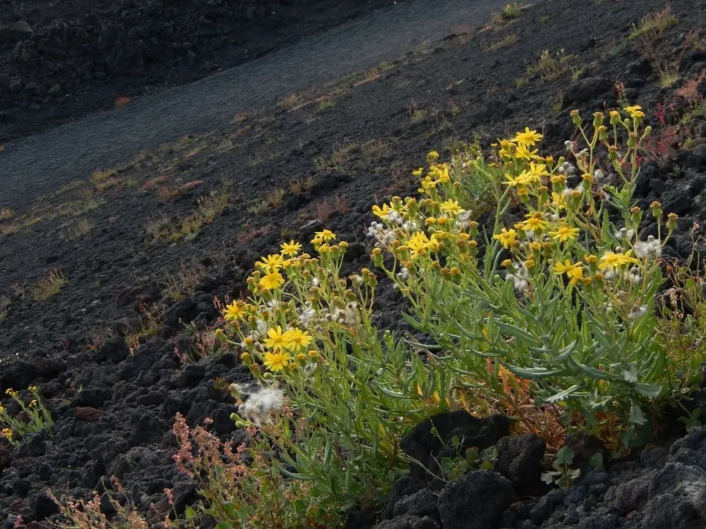 Etna Ragwort