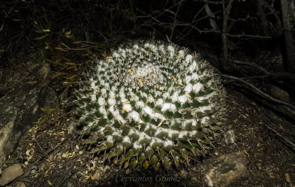 Mammillaria Sempervivi