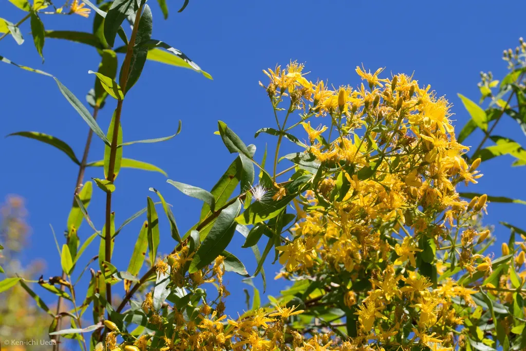 Canary Islands St. John's Wort