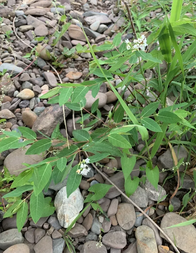 Intermediate Dogbane