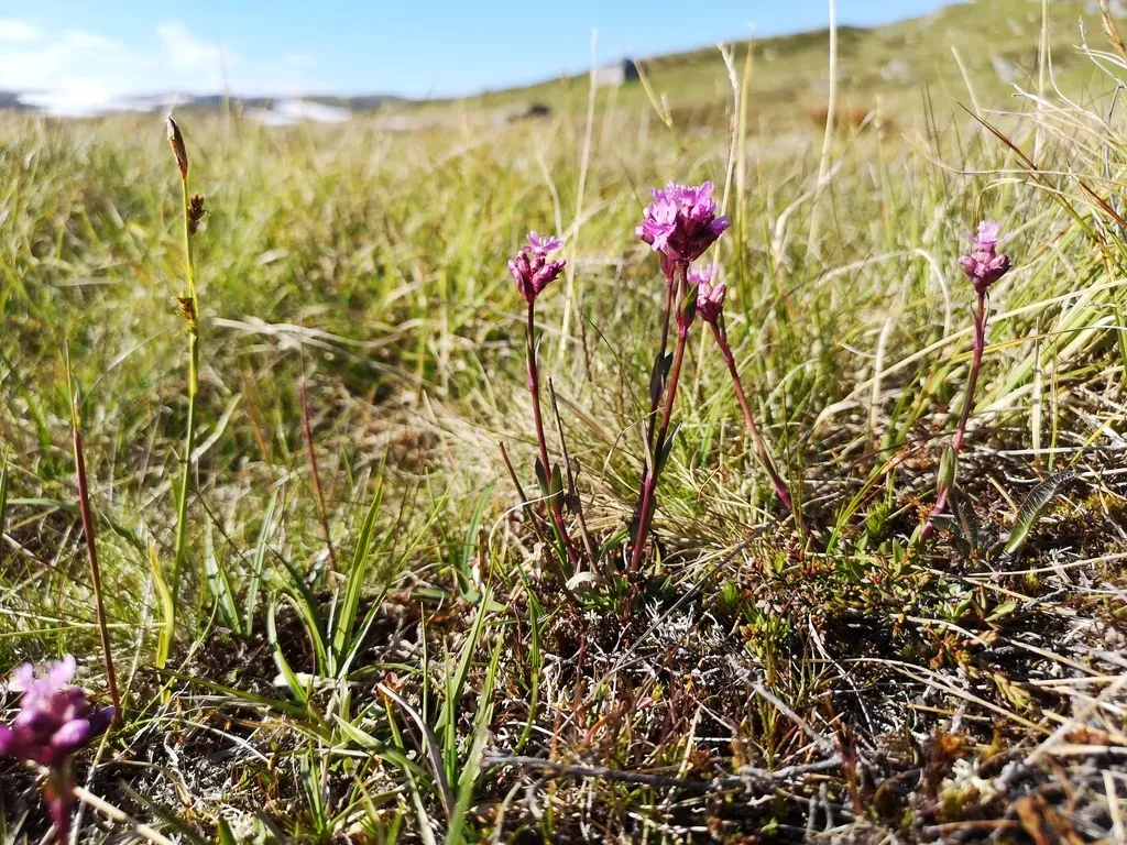 Alpine Catchfly