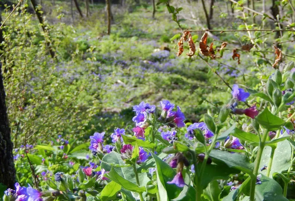 Pulmonaria Vallarsae