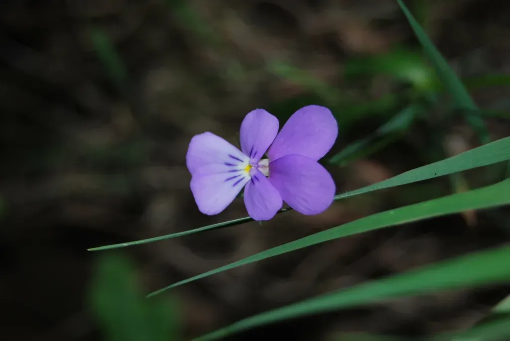 Viola Bubanii