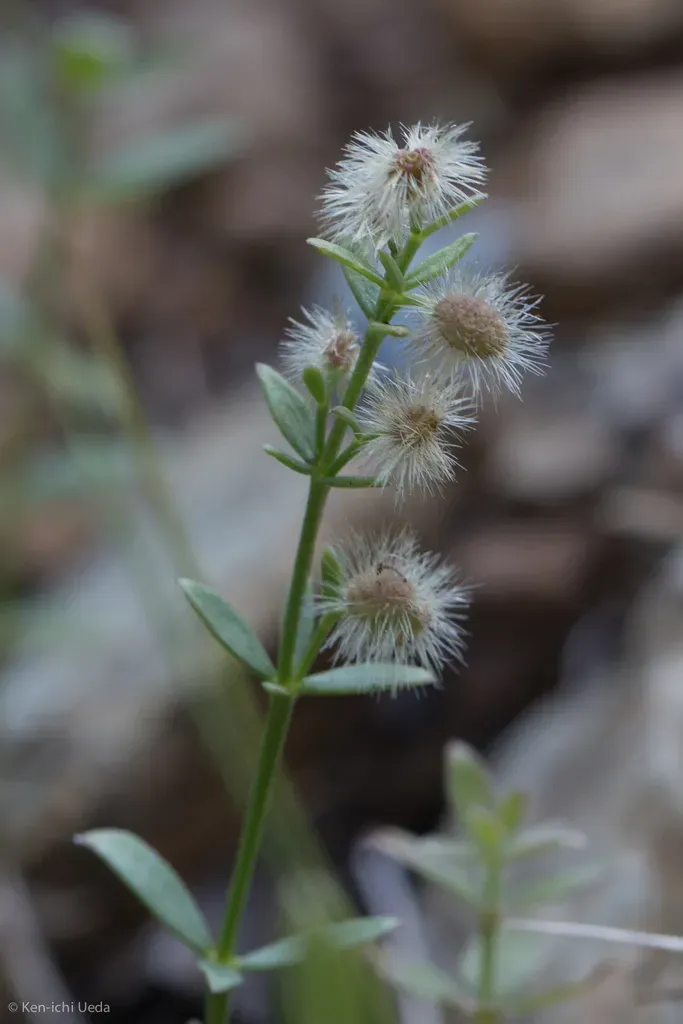 Intermountain Bedstraw