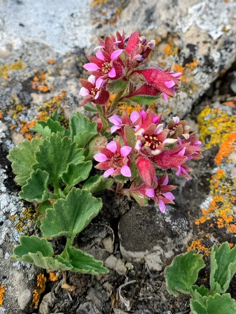 False Saxifrage