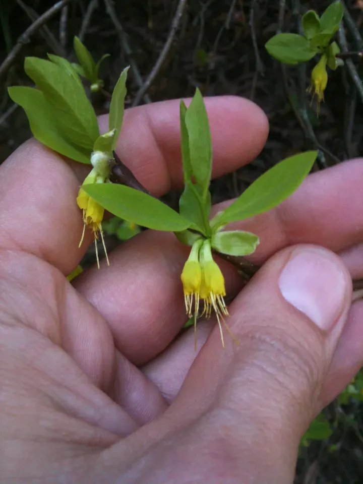 Cuscuta Corymbosa
