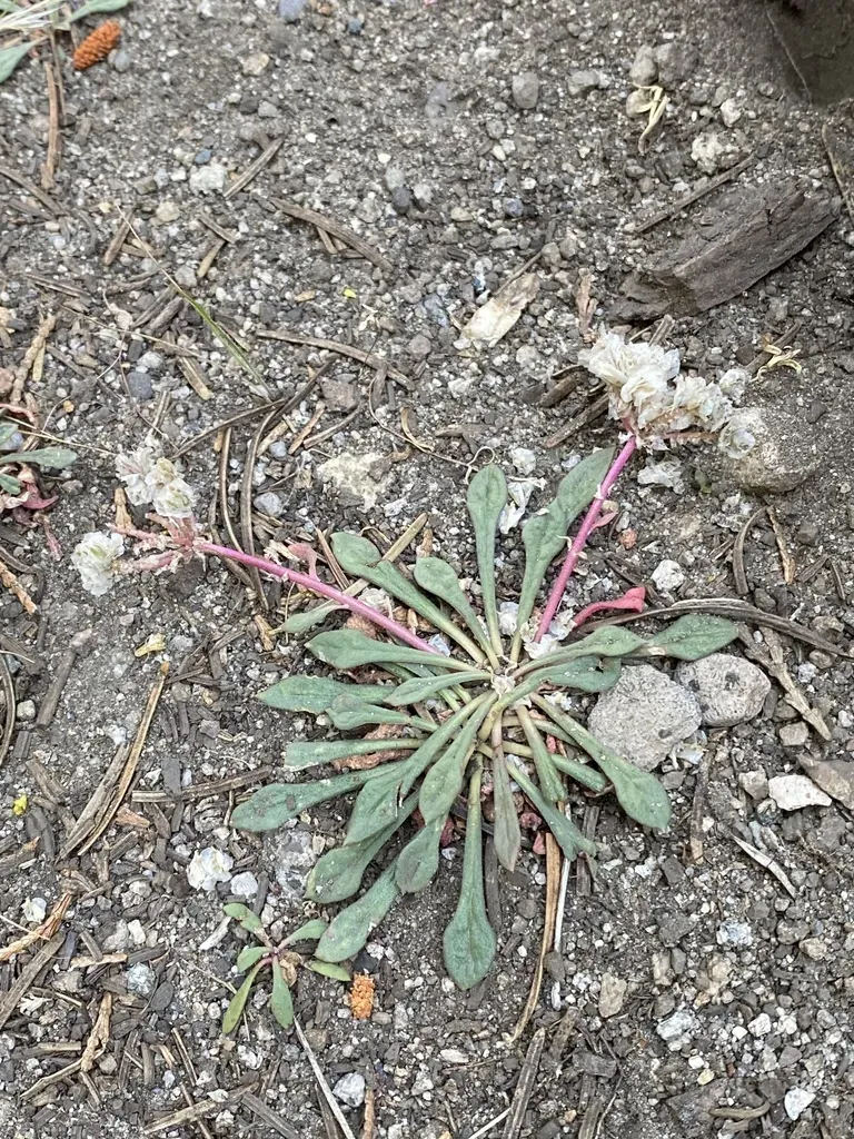 One-seeded Pussypaws