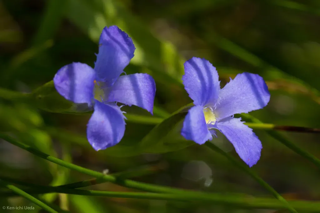 Hiker's Gentian