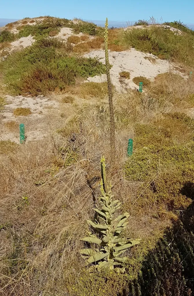 Verbascum Litigiosum