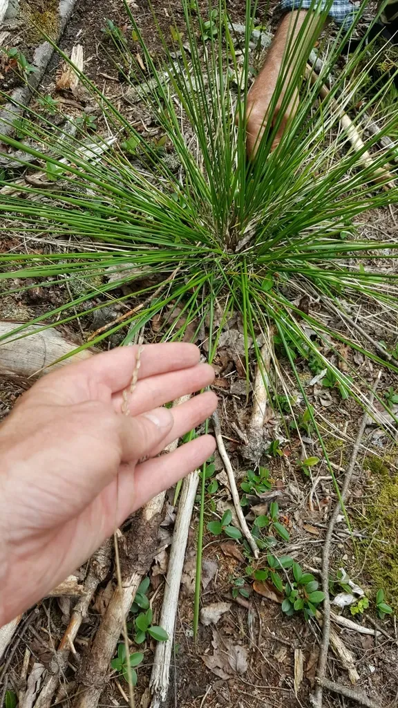 Roughleaf Ricegrass