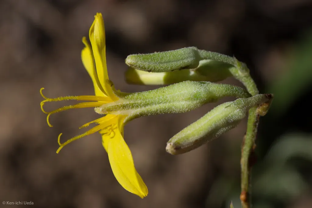 Nakedstem Hawksbeard