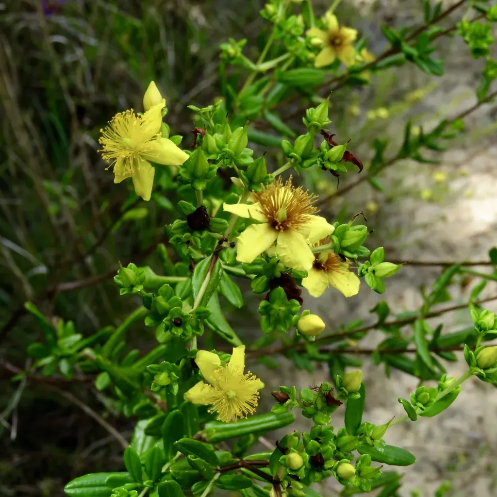 Fivelobe St. Johns Wort