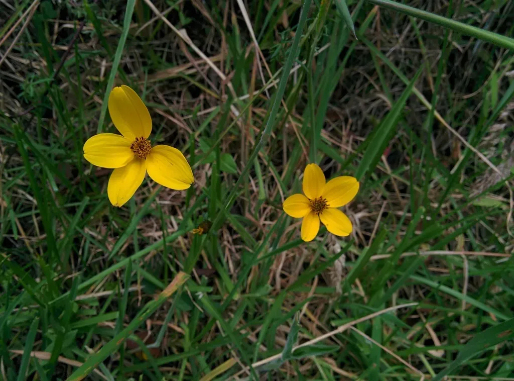Bidens Triplinervia