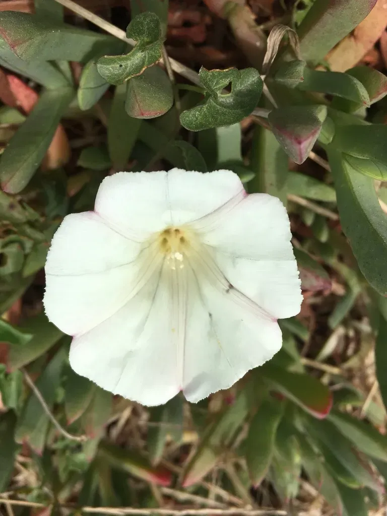 Smooth Western Morning Glory
