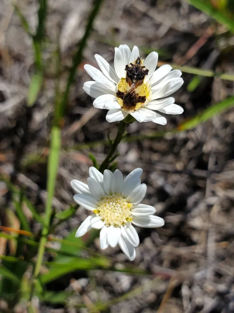 Upland White Goldenrod