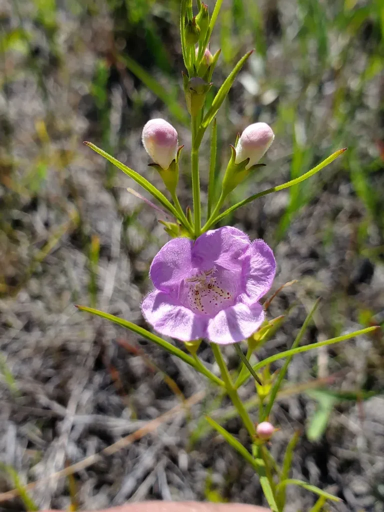 Rough Purple False Foxglove
