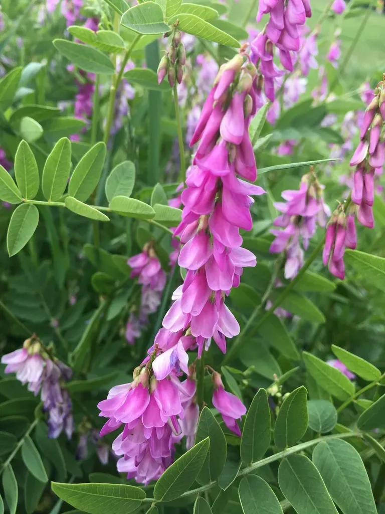 Western Sweetvetch