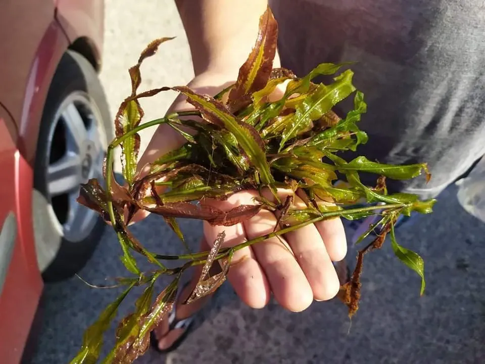 Broad-leaved Pondweed