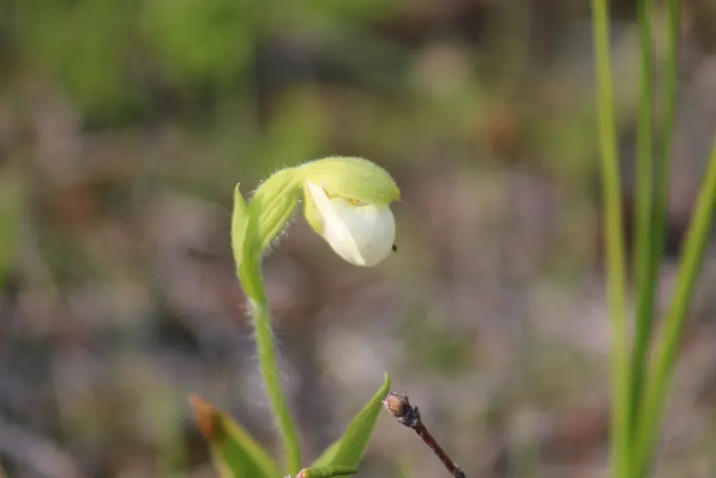 Sparrow's-egg Lady's-slipper