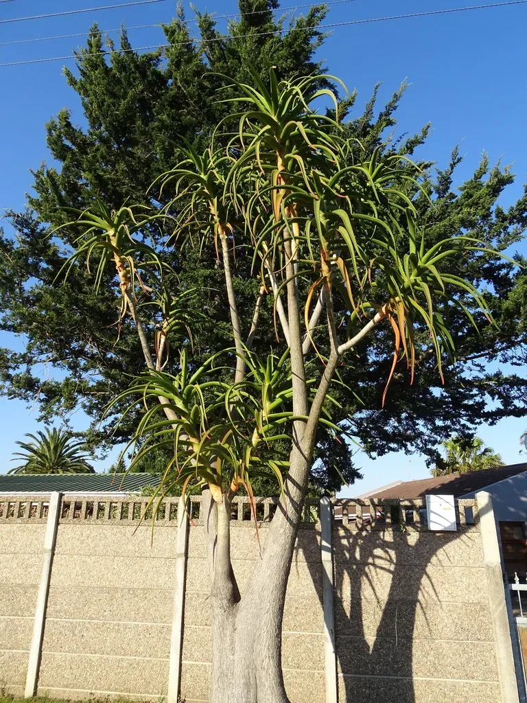 Tree Aloe