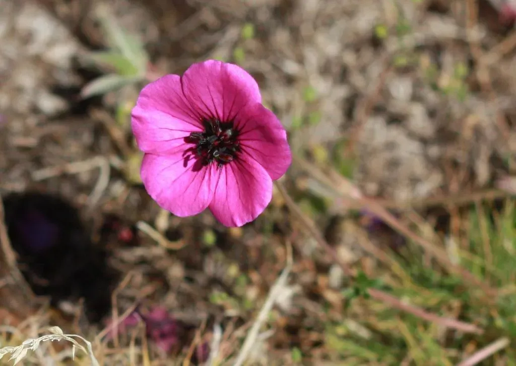 Grey Crane's-bill