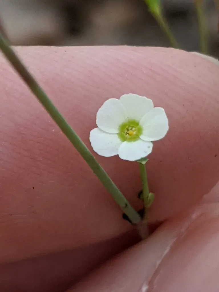 Flowering Spurge