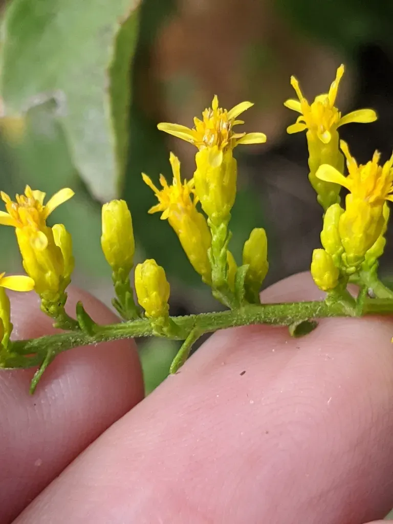 Rough Goldenrod
