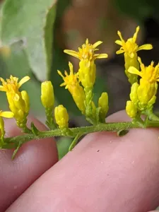 Rough Goldenrod